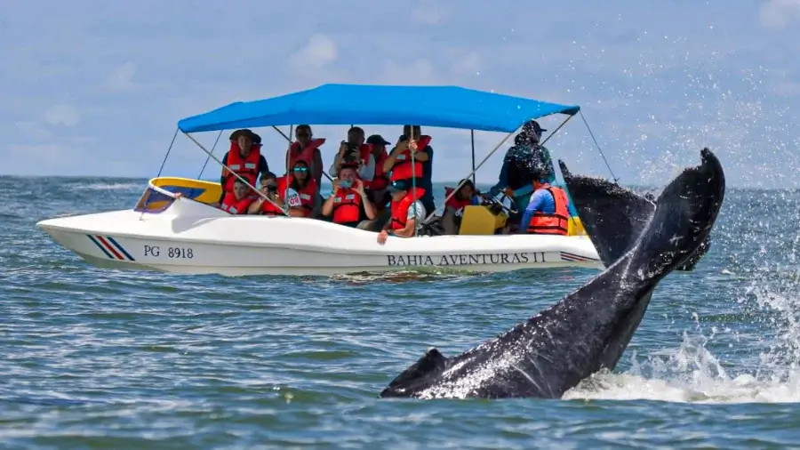 Whale watching in Uvita